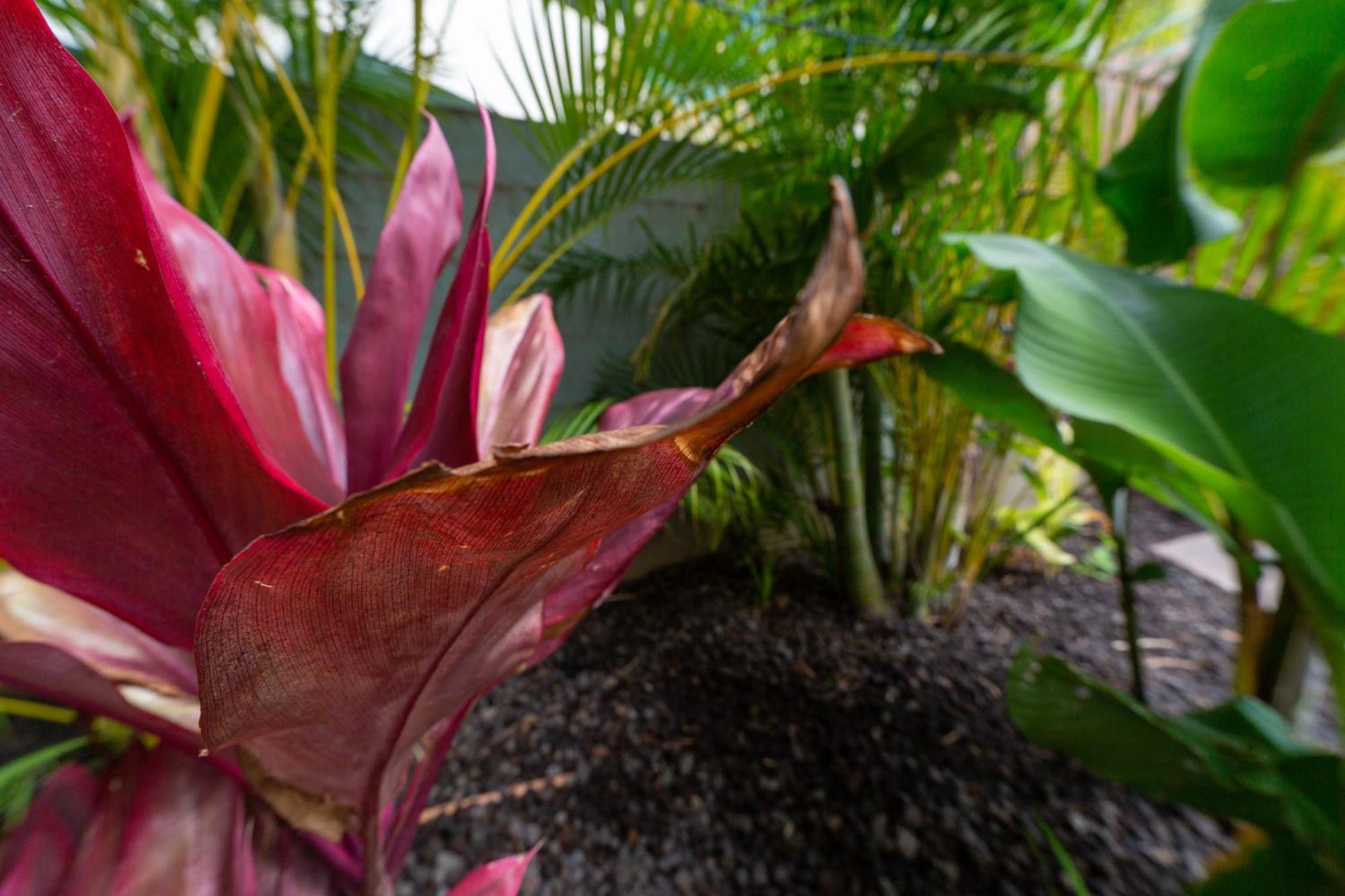 Lotus Suite, 1 Bedroom, Sleeps 4, Pool & Bbq, Pre-Renovation Summer Sale Kihei Exterior photo